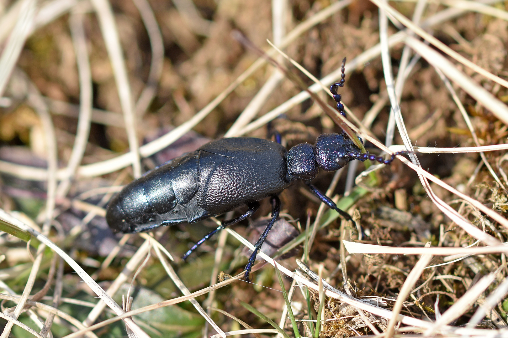 Ölkäfer (Meloe ssp., Männchen)