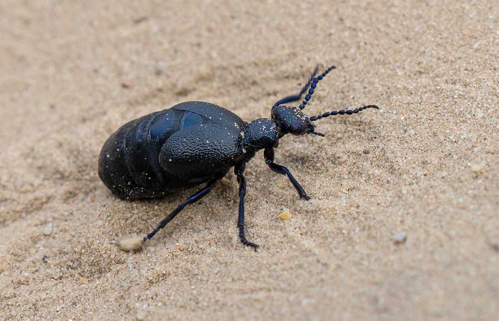 Ölkäfer (Schwarzer Maiwurm)