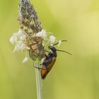 Ölkäfer (Stenoria analis)