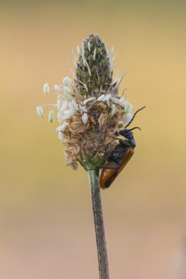 Ölkäfer (Stenoria analis)