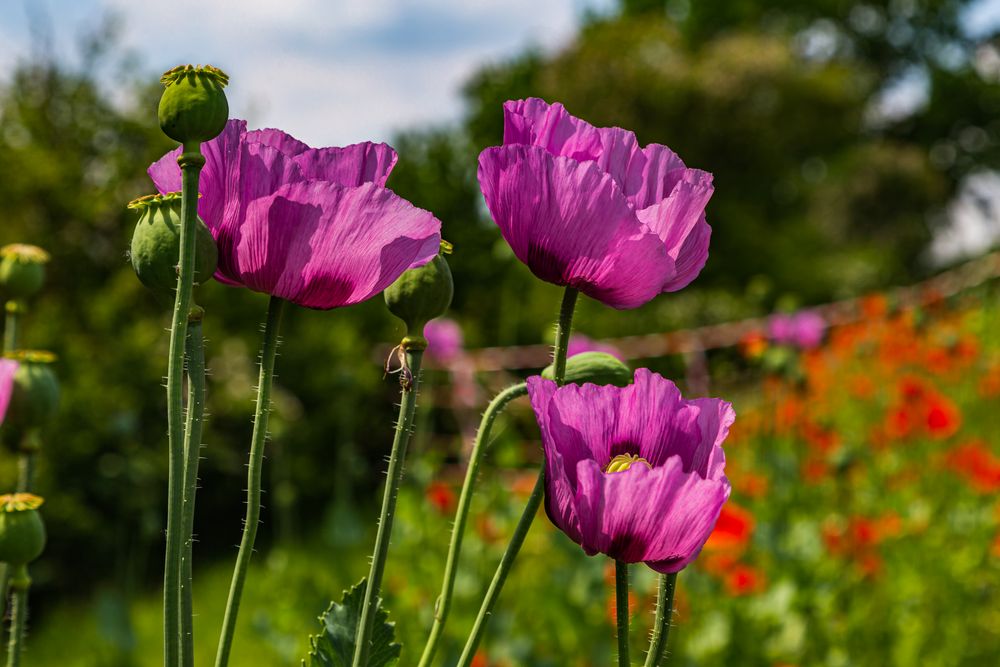 Oelmohn