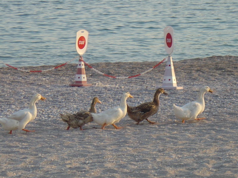 Ölüdeniz ducks...