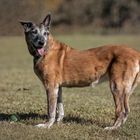 Ömchen Kleoni , einst erfolgreicher Sporthund ....heute einfach eine herrliche süße Oma