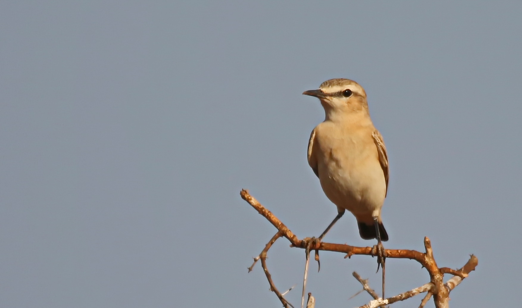 Oenanthe isabellina Foto & Bild natur, fliegenschnäpper, afrika