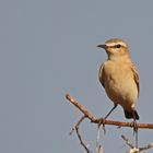 Oenanthe isabellina