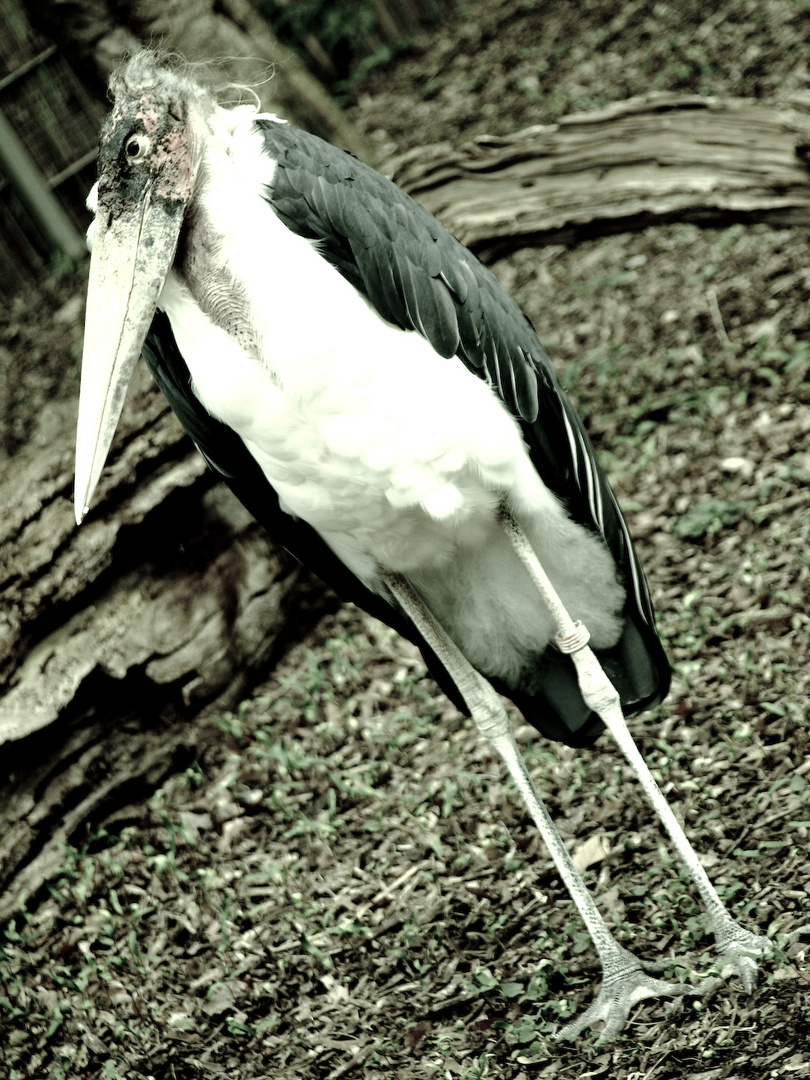 önne besuch im zoo