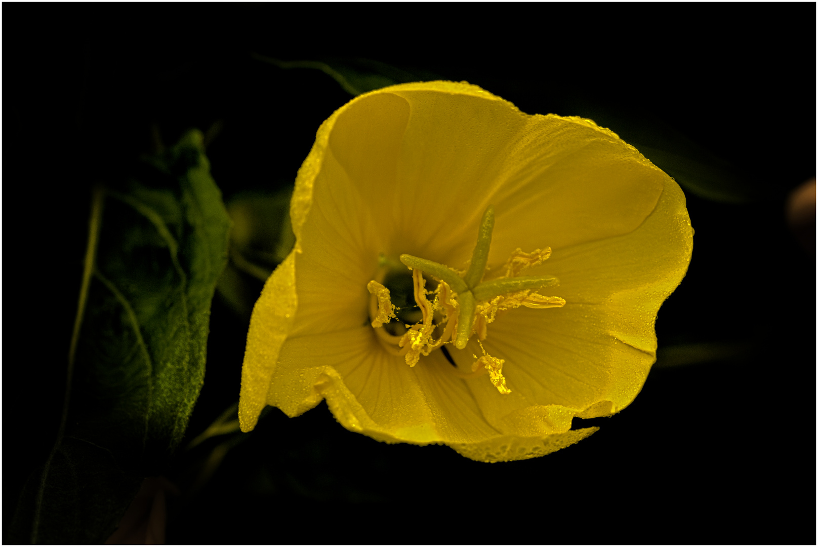 Oenothera