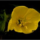 Oenothera