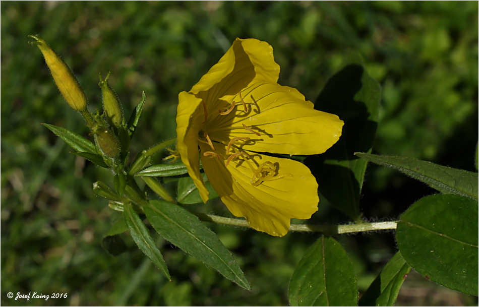   Oenothera