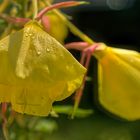 Oenothera