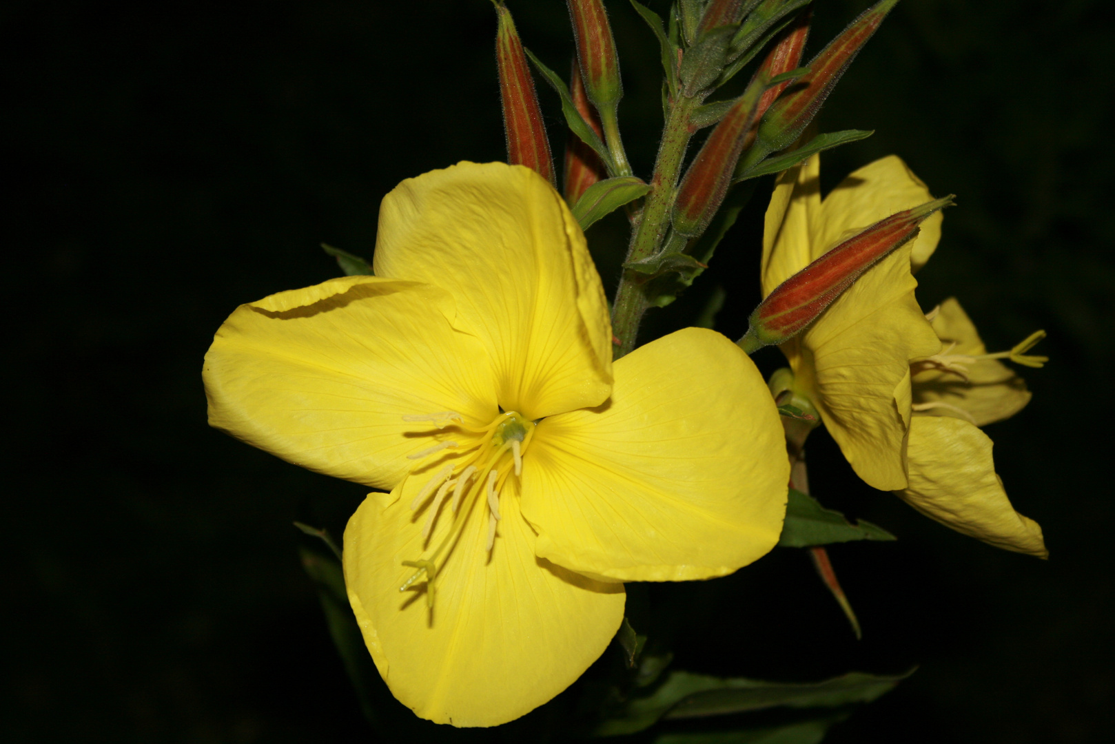 Oenothera biennis