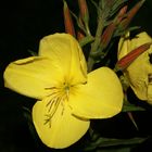 Oenothera biennis