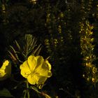 Oenothera biennis - Nachtkerze im Morgenlicht