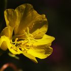 Oenothera