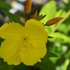 Oenothera fruticosa