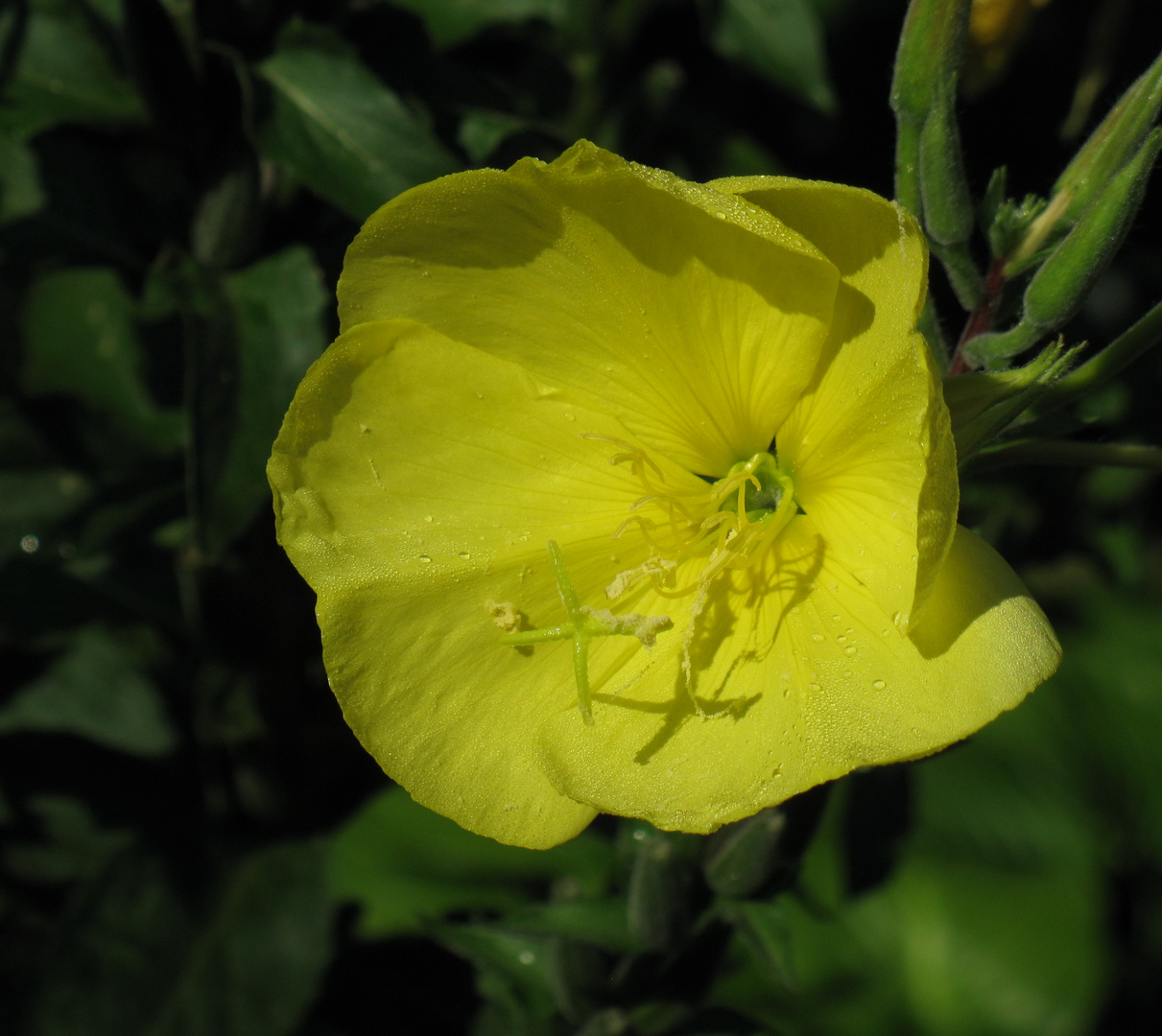 Oenothera tetragona