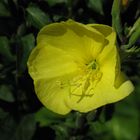 Oenothera tetragona