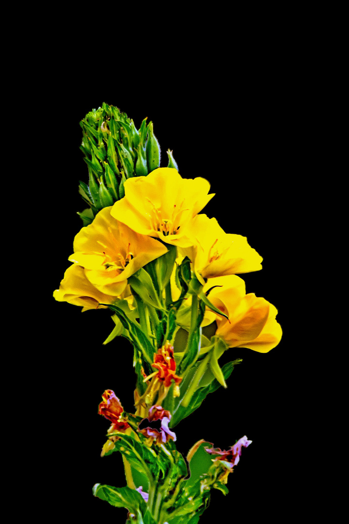 Oenothera tetragona 'Sonnenwende', Nachtkerze