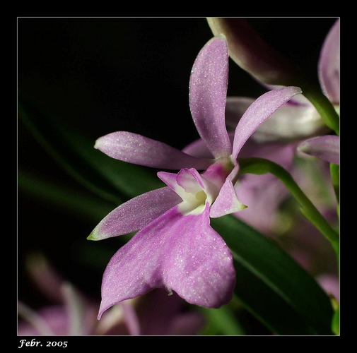 Oerstedella centradenia