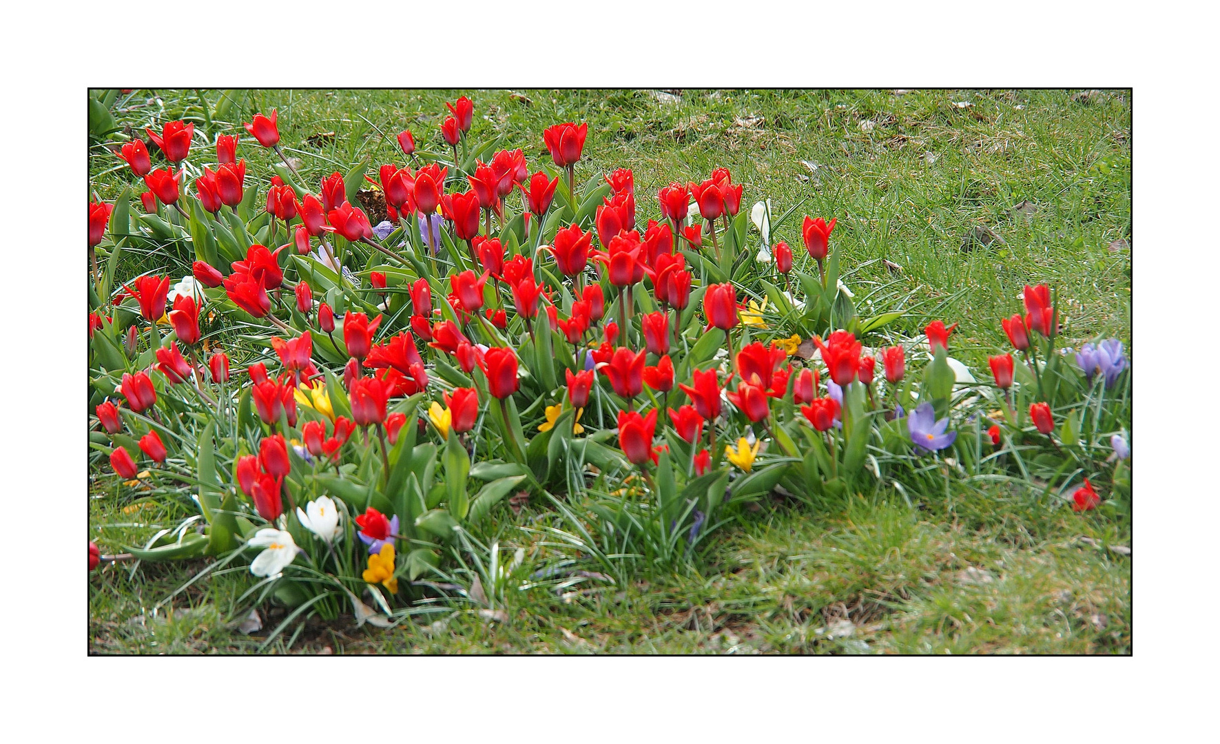 Örtlicher Blumenschmuck