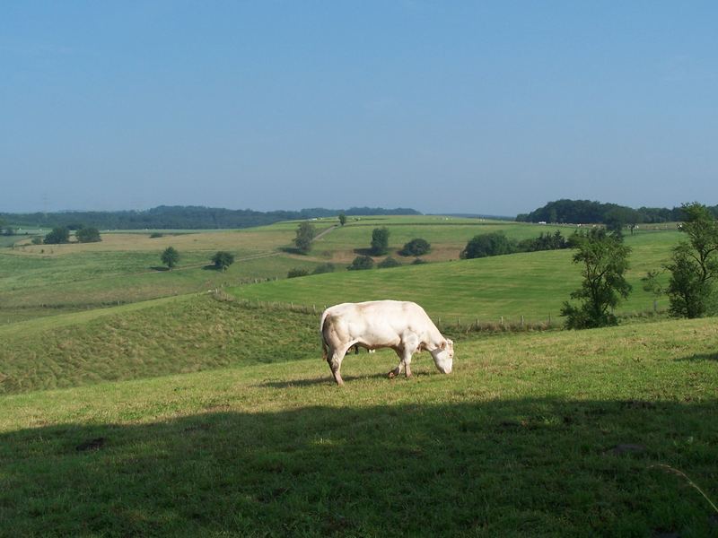 ösling