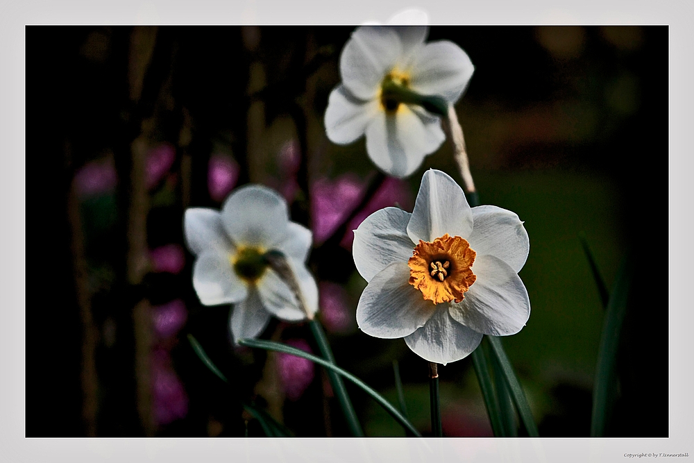 Österliche Frühlingsgrüsse