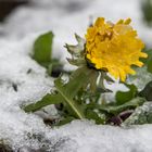 österliche Schneeblume