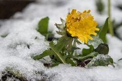 österliche Schneeblume