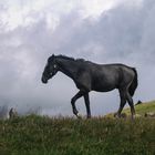 Österr. Bundesgestüt Piber Junghengst