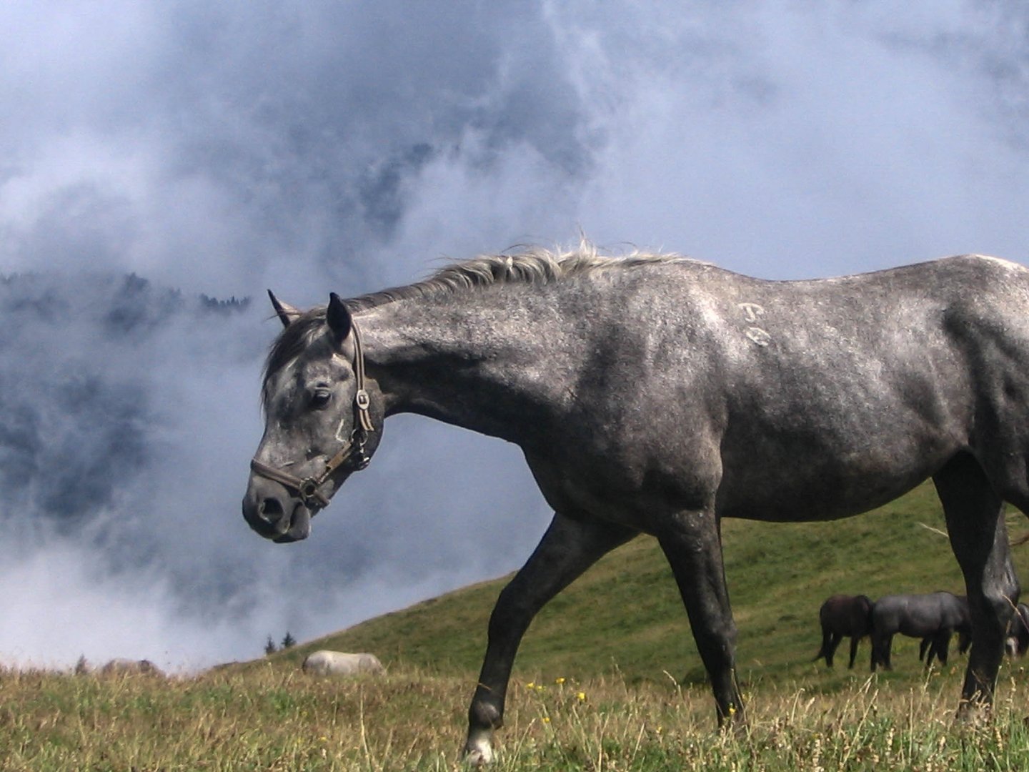 Österr. Bundesgestüt Piber, Lipizzaner Junghengst