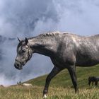 Österr. Bundesgestüt Piber, Lipizzaner Junghengst