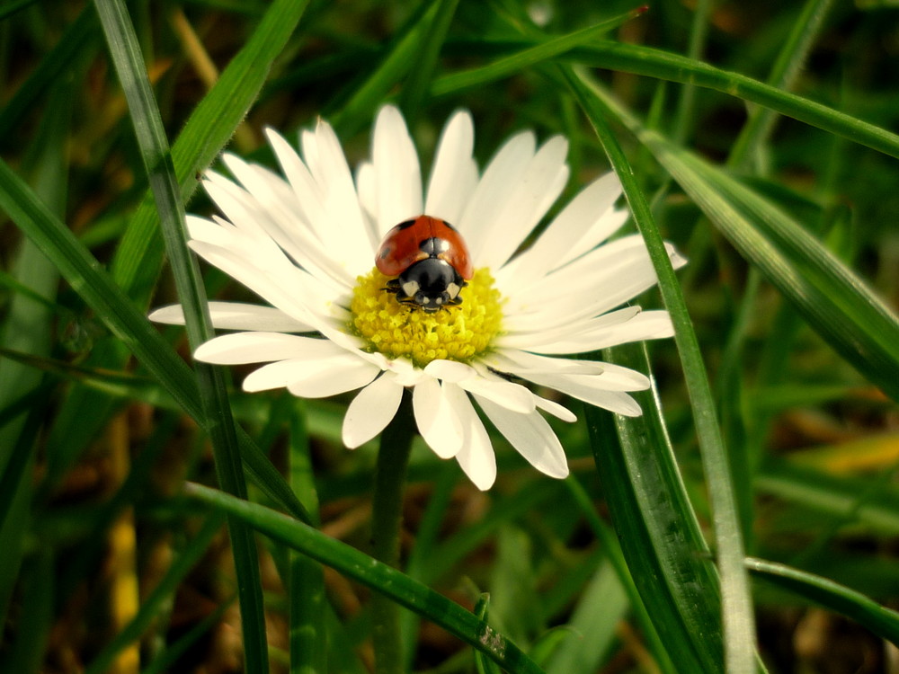 Österreich 2006