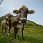 Österreich eine Alm am Arlberg