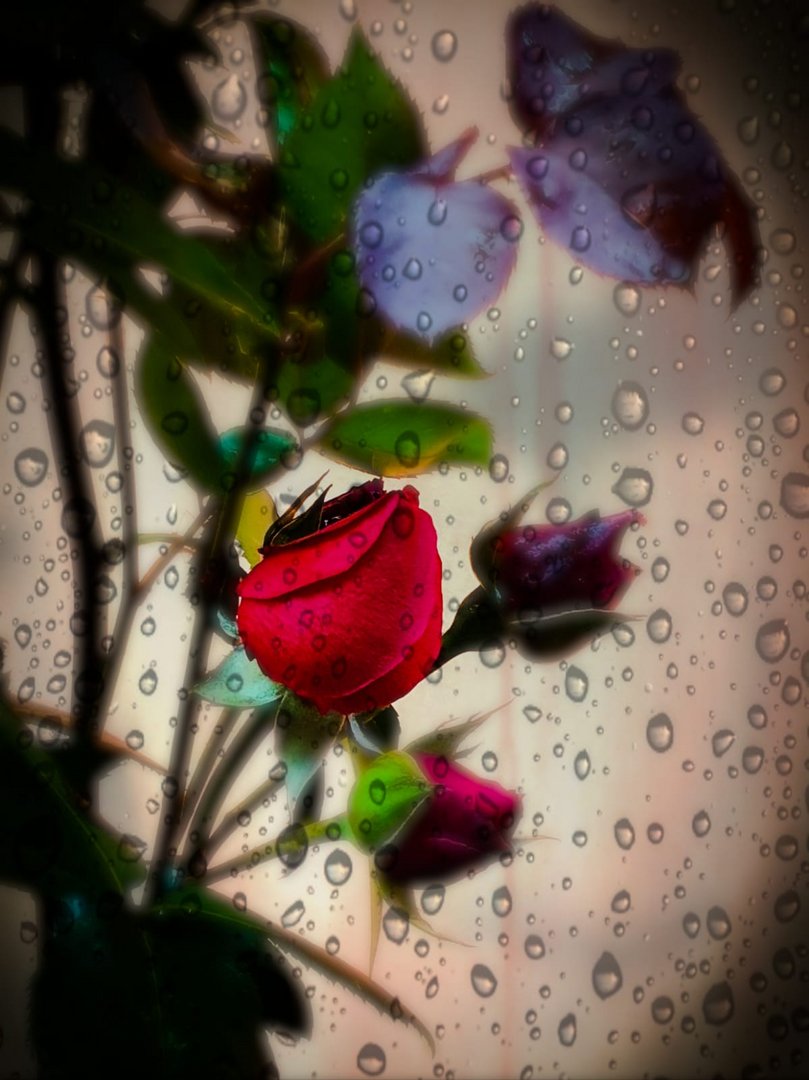 Österreich, Steiermark: Meine allerletzte Rose in meinem Garten 