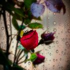 Österreich, Steiermark: Meine allerletzte Rose in meinem Garten 