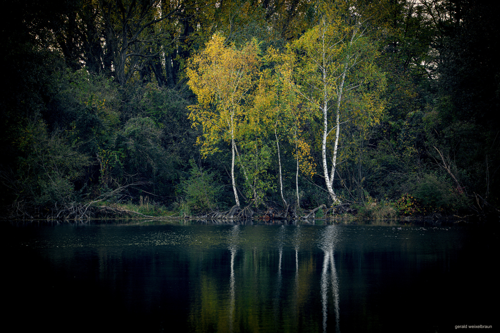 Österreich - St.Pölten - Ratzersdorfersee Birken am Wasser