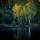 Österreich - St.Pölten - Ratzersdorfersee Birken am Wasser