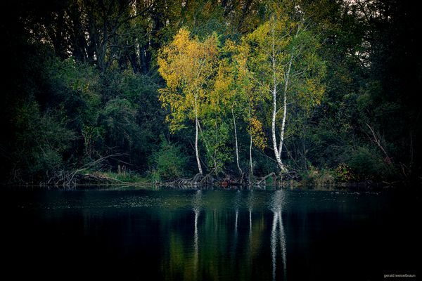 Österreich - St.Pölten - Ratzersdorfersee Birken am Wasser