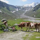 Österreich - Wildgerlostal