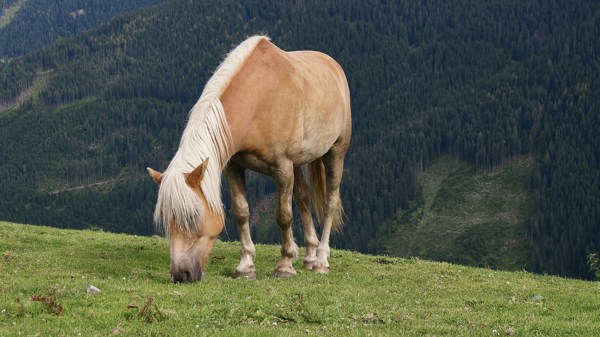 Österreichische Wildpferde