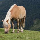 Österreichische Wildpferde