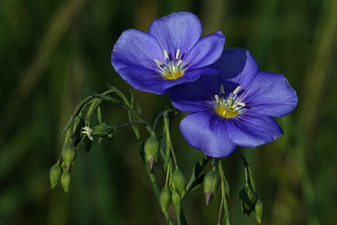 Österreichischer Lein