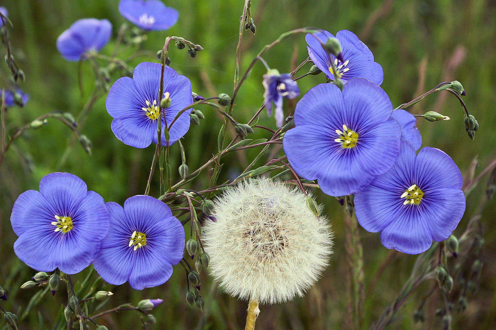 Österreichischer Lein (Linum austriacum)