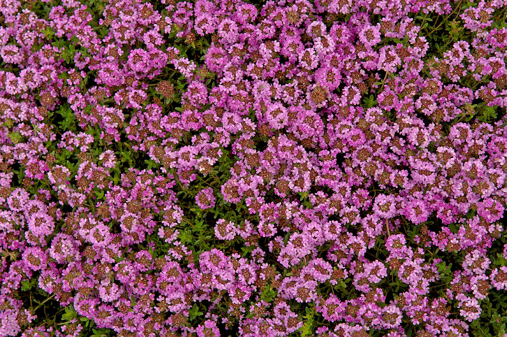 Österreichischer Quendel - Thymus glabrescens