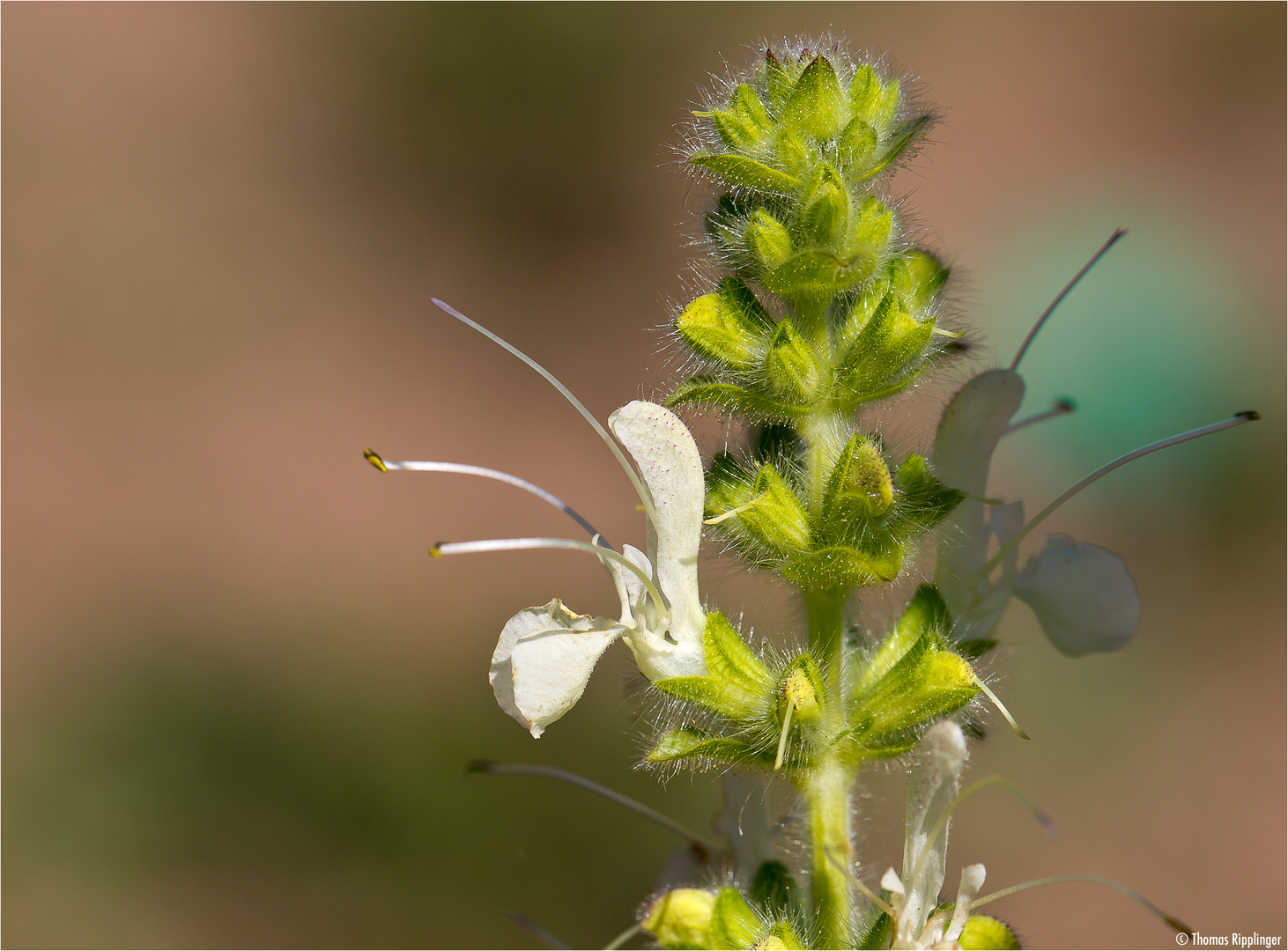 Österreichischer Salbei (Salvia austriaca)