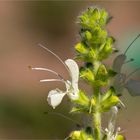 Österreichischer Salbei (Salvia austriaca)