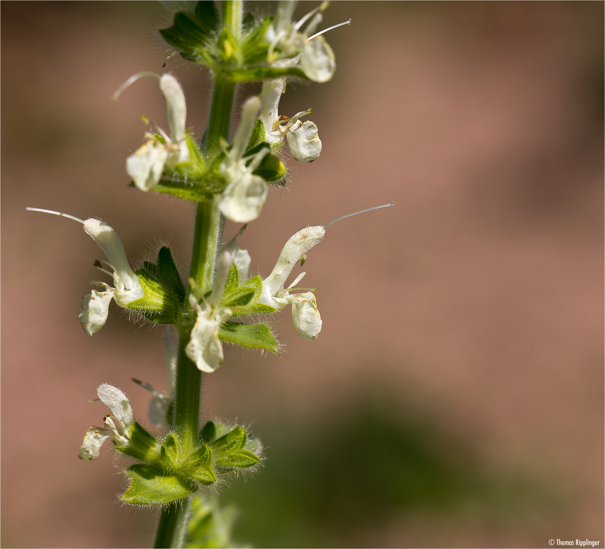 Österreichischer Salbei (Salvia austriaca)