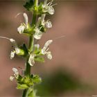 Österreichischer Salbei (Salvia austriaca)