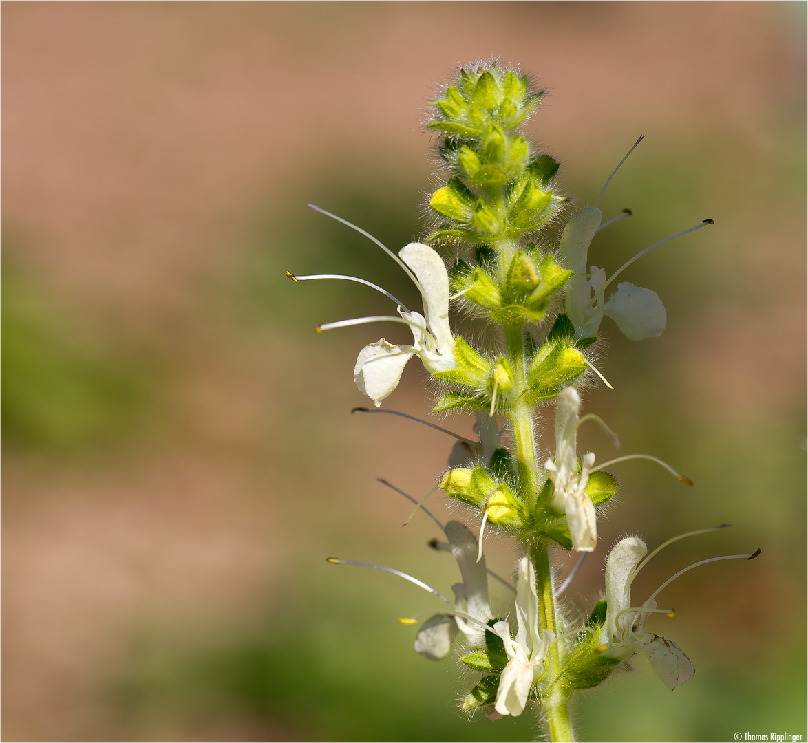 Österreichischer Salbei (Salvia austriaca) .