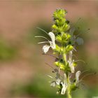 Österreichischer Salbei (Salvia austriaca) .